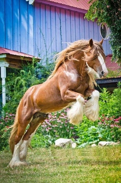 Photo:  Horse 2